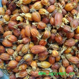 山栀子 江西 野生 足含量 枝子 水栀子 产地 江西省图3