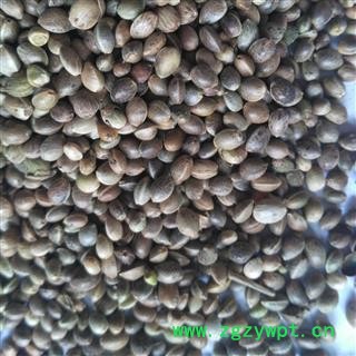 火麻仁 火麻仁大粒 产地 甘肃省图2