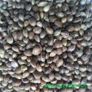 火麻仁 火麻仁大粒 产地 甘肃省图3