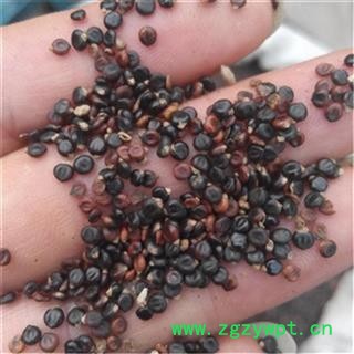 水红花子 净货 水荭子 荭草实 河蓼子 川蓼子 水红子 狗尾花子 产地东北图3