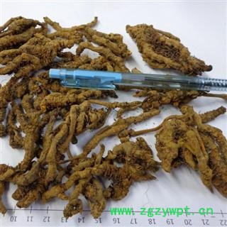 黄连 鸡爪连 统货 产地 重庆市图3