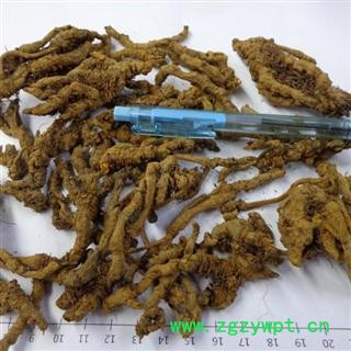 黄连 鸡爪连 统货 产地 重庆市图2