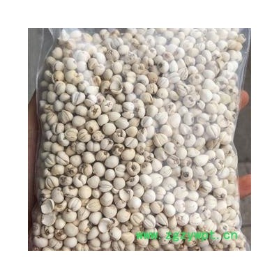 包邮 野生 川贝母 统 2021 产地 四川省阿坝藏族羌族自治州阿坝县