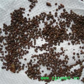 凯捷中药 急性子 统货 产地 安徽省黄山市休宁县图3