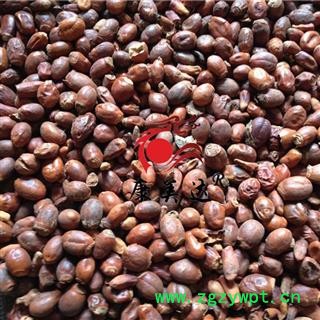 荔枝核 统货 产地 广西壮族自治区 凯捷中药图3