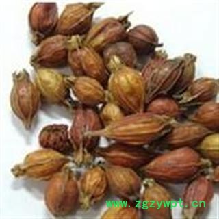 栀子 选货 产地 江西 库存 5000公斤可售图3