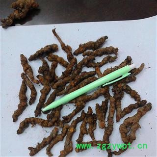 黄连 统单支  2020产地 重庆市县石柱土家族自治县图2