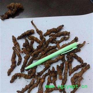 黄连 统单支  2020产地 重庆市县石柱土家族自治县图3