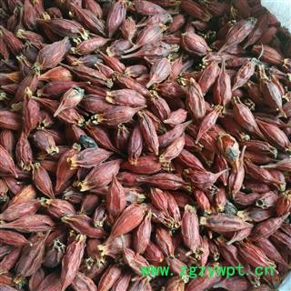 栀子 水栀子 产地 湖北省 山栀子图3