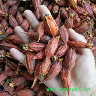 栀子 水栀子 产地 湖北省 山栀子图2