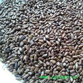 决明子 进口决明子选货 产地 海外图3