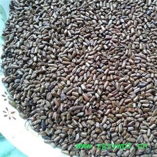 决明子 进口决明子选货 产地 海外图2