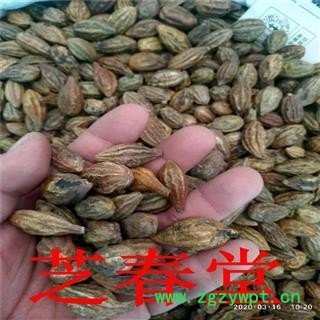 供应 无硫新货 中药材 柯子 大金果 金柯子 诃子 支持药检 代磨粉图2