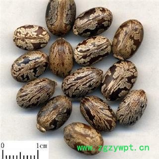 蓖麻子 选 批发零售各种规格中药材 花茶 产地 安徽图2