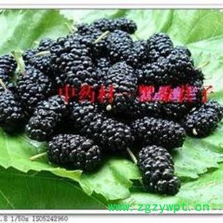 供应黑桑葚/中药材特级/黑桑葚子大货批发图2