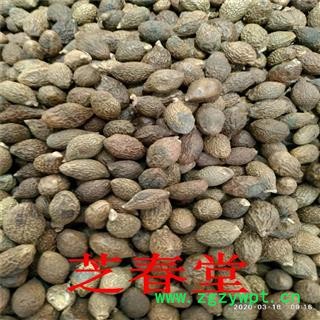 花草茶批发 胖大海茶养生茶 精选胖大海500克 厂家直供量大从优图3