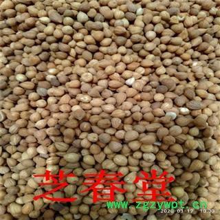 中药材批发郁李仁 内蒙产地货源无硫优质散装郁李仁  量大从优图3