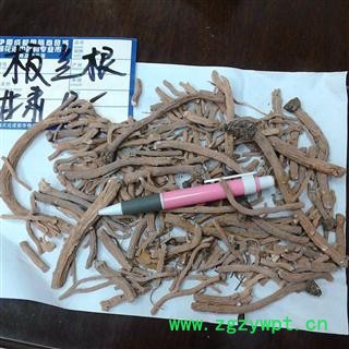 板蓝根 2020年 产地 甘肃省张掖市民乐县图2