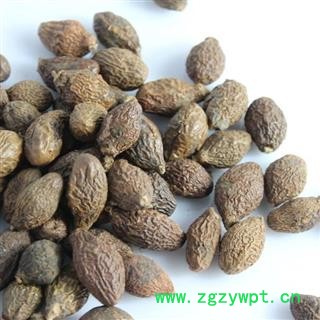 胖大海 长果选 产地 海外 越南进口 选货凯捷中药图3