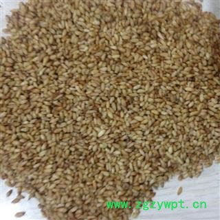 柏子仁 精选柏子仁 产地 山东省图3