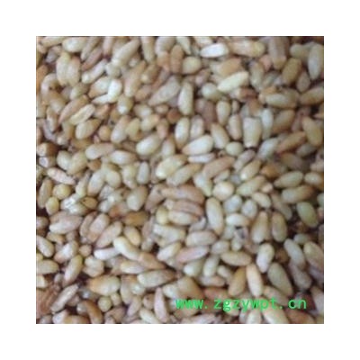 柏子仁 精选柏子仁 产地 山东省