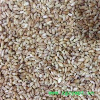 柏子仁 精选柏子仁 产地 山东省图2