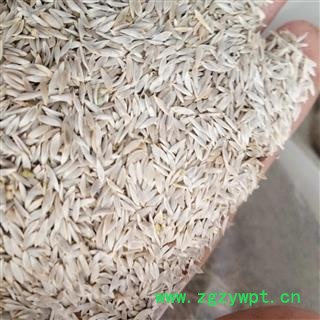 巨胜子 白巨胜 统货 产地 河北省图3