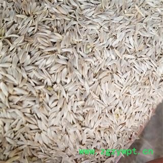 巨胜子 白巨胜 统货 产地 河北省图2