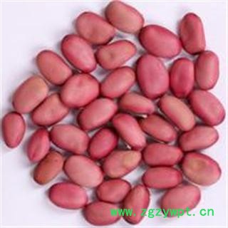 供应【红刀豆】【刀豆子】【魔豆】中药材 工艺品 纯红色图2