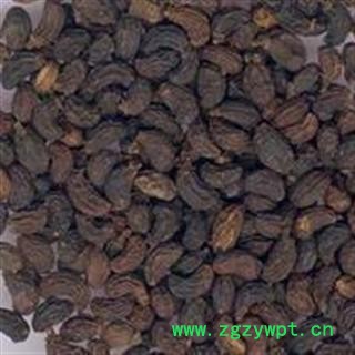 正宗优质女贞子 纯净 成熟率高 正品保障 假一罚十图3