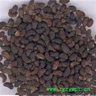 正宗优质女贞子 纯净 成熟率高 正品保障 假一罚十图2