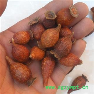 中药材批发金樱子无硫金樱子金樱子肉优质金樱子各种规格图4