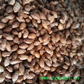 炒苍耳子选货 新货正品无掺假   质量好 价格低 规格齐全  产地 山东省图2