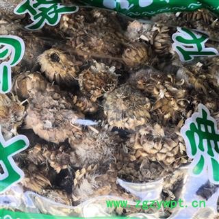 新辉药业漏芦花 野兰 鬼油麻 狼头花图2