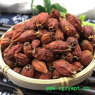 栀子 福建栀子 产地 福建省图2