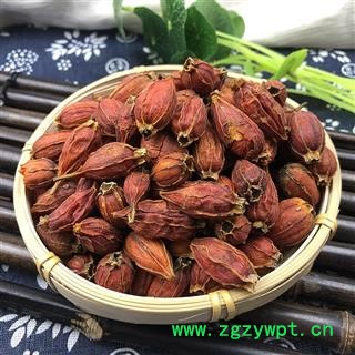 栀子 福建栀子 产地 福建省图3