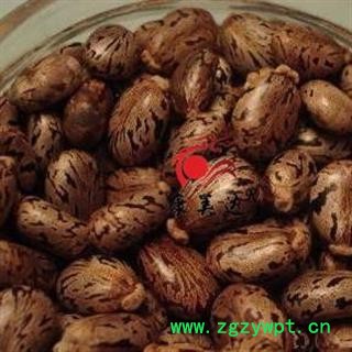 蓖麻子 萆麻子 蓖麻仁 大麻子 统货 产地 内蒙古自治区 凯捷中药图2