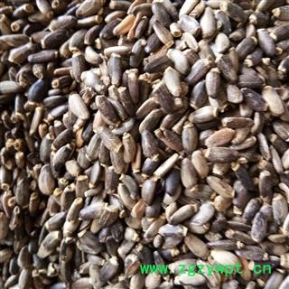 水飞蓟 统货 产地 陕西省图3