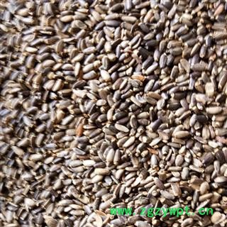 水飞蓟 统货 产地 陕西省图4