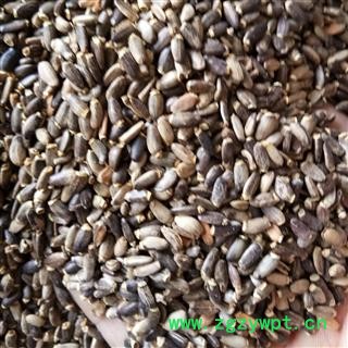 水飞蓟 统货 产地 陕西省图2