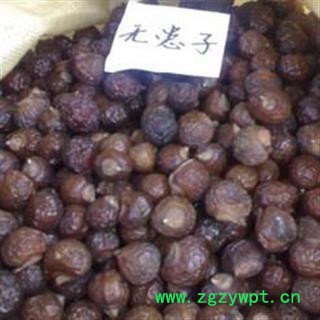 无患子 无患子统货 产地 吉林省 凯捷中药图2