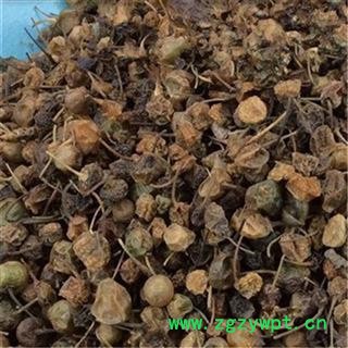 供应 龙葵果 干龙葵子 龙葵籽 天茄子 黑天天苦葵籽 各种中药材图4