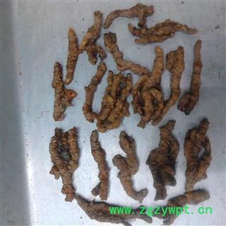 黄连 统单支 全干 2021 产地 四川省成都市彭州市图2