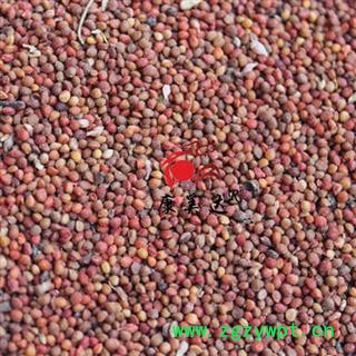 楮实子 统货 产地 辽宁省 凯捷中药图2