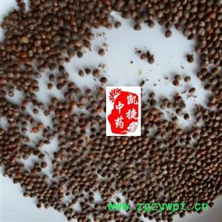凯捷中药 紫苏子 统货 产地 河南省鹤壁市鹤山区图2