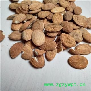 桃仁 山桃仁选货 产地 山东省图2