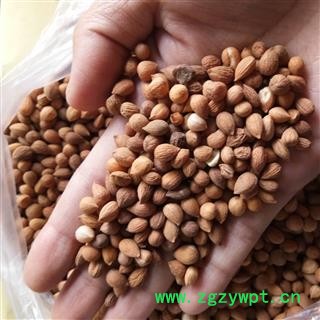 郁李仁 郁李仁统货（宁夏货） 产地 宁夏回族自治区图3