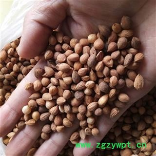 郁李仁 郁李仁统货（宁夏货） 产地 宁夏回族自治区图2