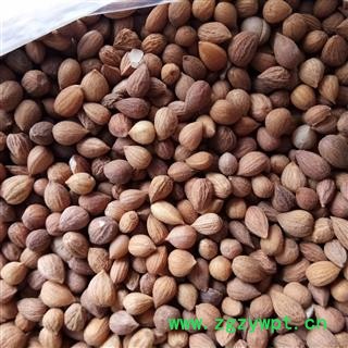 郁李仁 郁李仁统货（宁夏货） 产地 宁夏回族自治区图4