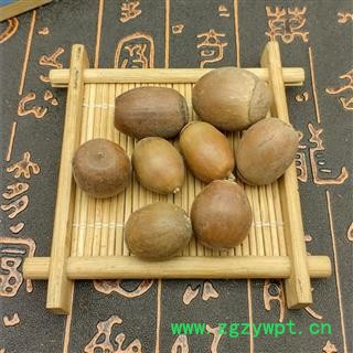 橡子栗茧橡子橡实栎树果橡果橡栗  橡子图2